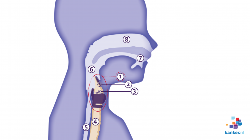Het strottenhoofd en andere organen in de hals