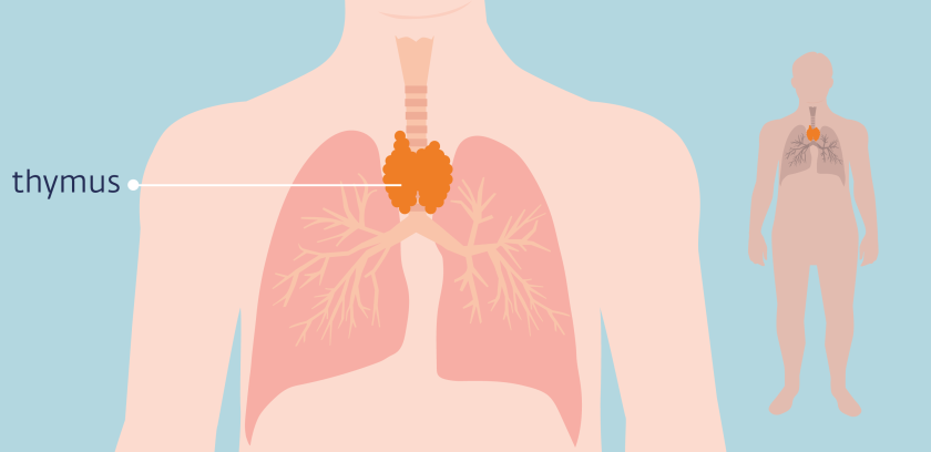 De thymus ligt in de borstkas, vlak achter het borstbeen en dicht bij het hart.