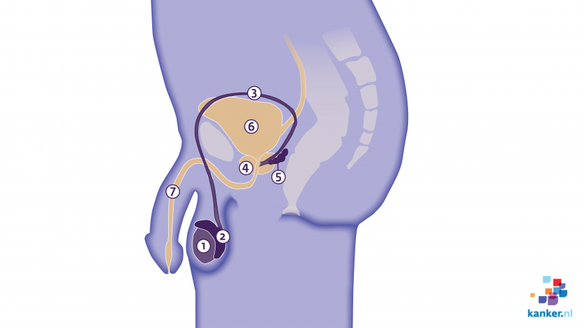 De zaadballen zitten met de bijballen in de balzak. Deze staan staan via de zaadstreng in verbinding met de prostaat en de urinewegen.