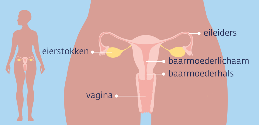 De inwendige vrouwelijke geslachtsorganen bestaan uit de eierstokken, de eileiders, het baarmoederlichaam, de baarmoederhals en de vagina.