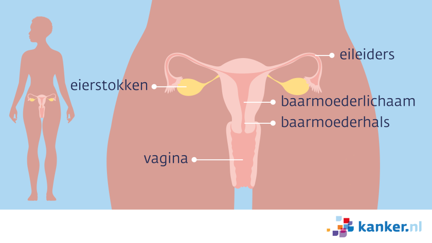 De inwendige vrouwelijke geslachtsorganen bestaan uit de eierstokken, de eileiders, het baarmoederlichaam, de baarmoederhals en de vagina
