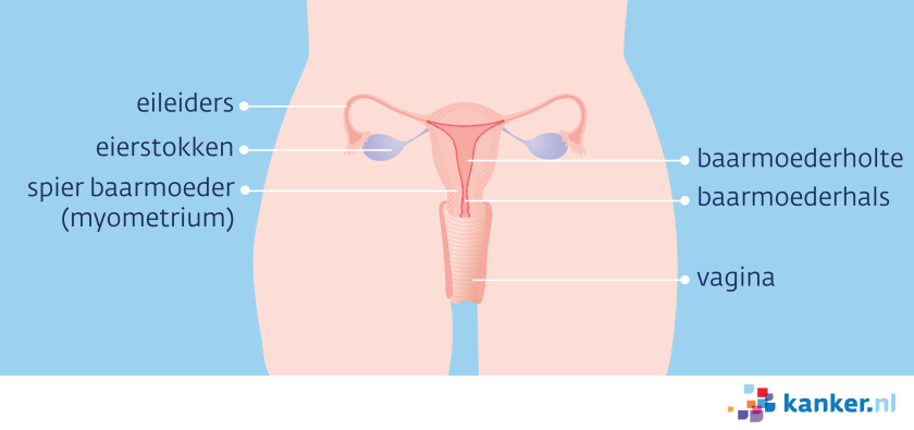 De baarmoeder bestaat uit de baarmoederholte, - hals en -spier (myometrium). Daaromheen liggen de eierstokken, eileiders en vagina.