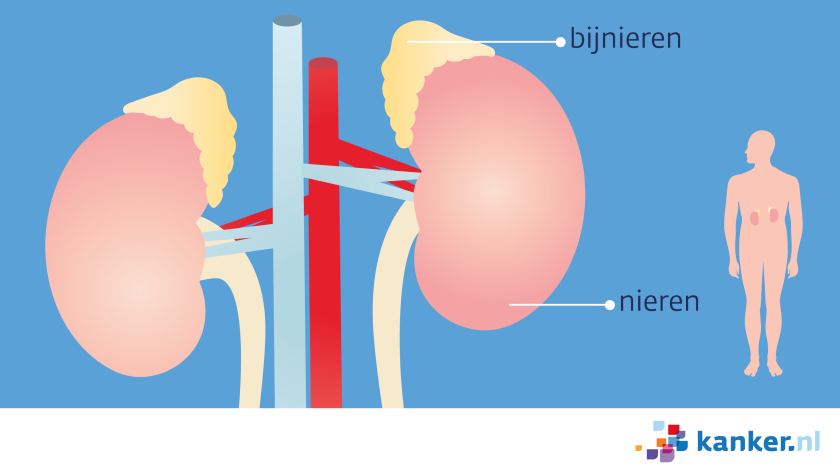 de bijnieren liggen boven op de nieren