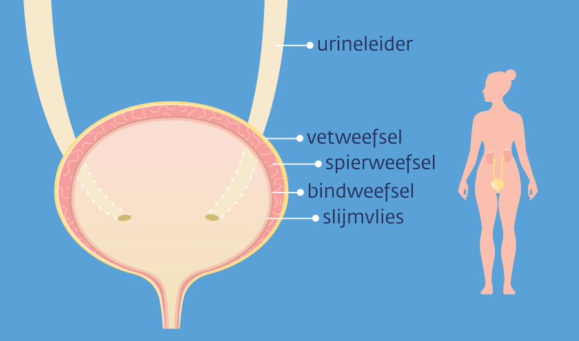 De blaaswand bestaat uit vetweefsel, spierweefsel, bindweefsel en slijmvlies. Blaaskanker ontstaat meestal in het slijmvlies.
