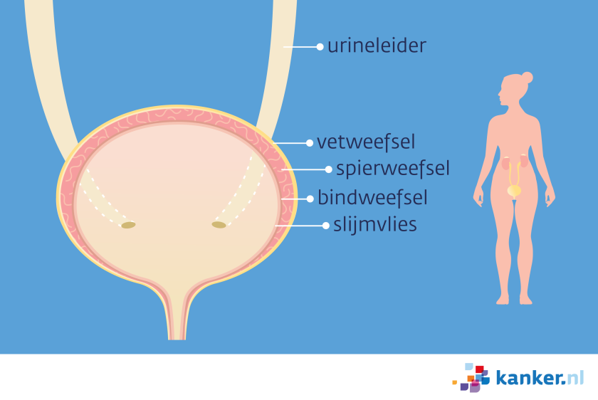 De blaaswand bestaat uit vetweefsel, spierweefsel, bindweefsel en slijmvlies. Blaaskanker ontstaat meestal in het slijmvlies.