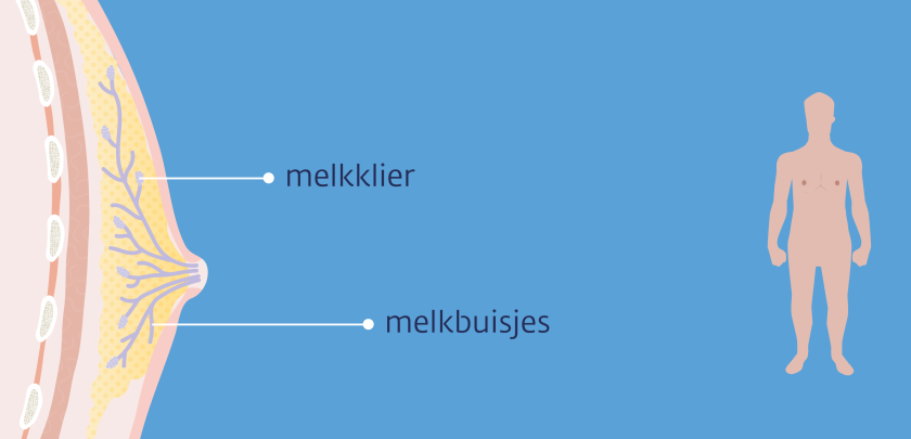 Borst van de man bestaat onder meer uit vetweefsel, melkklieren en melkbuisjes