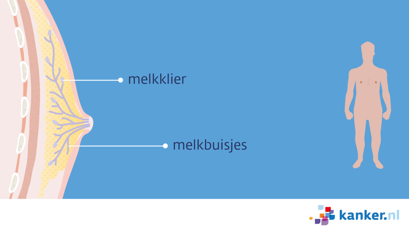 Borst van de man bestaat onder meer uit vetweefsel, melkklieren en melkbuisjes