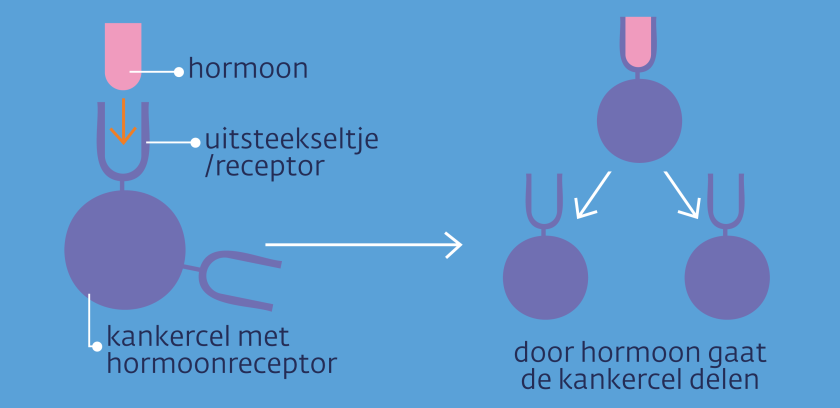 Bij hormoongevoelige borstkanker binden de kankercellen bepaalde hormonen aan zich. Hierdoor gaat de kankercel delen.