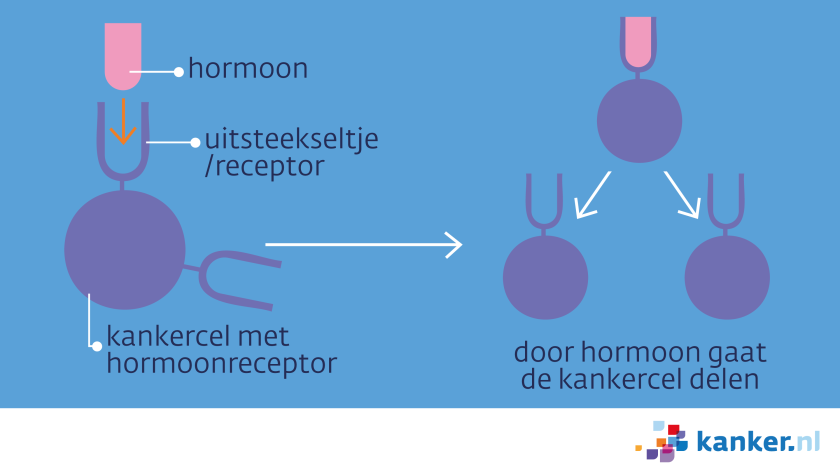 Bij hormoongevoelige borstkanker binden de kankercellen bepaalde hormonen aan zich. Hierdoor gaan de kankercellen delen.