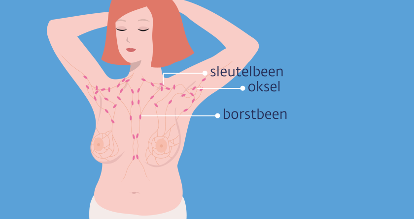 Rond de borsten zitten lymfeklieren: in het sleutelbeen, oksel en het borstbeen.