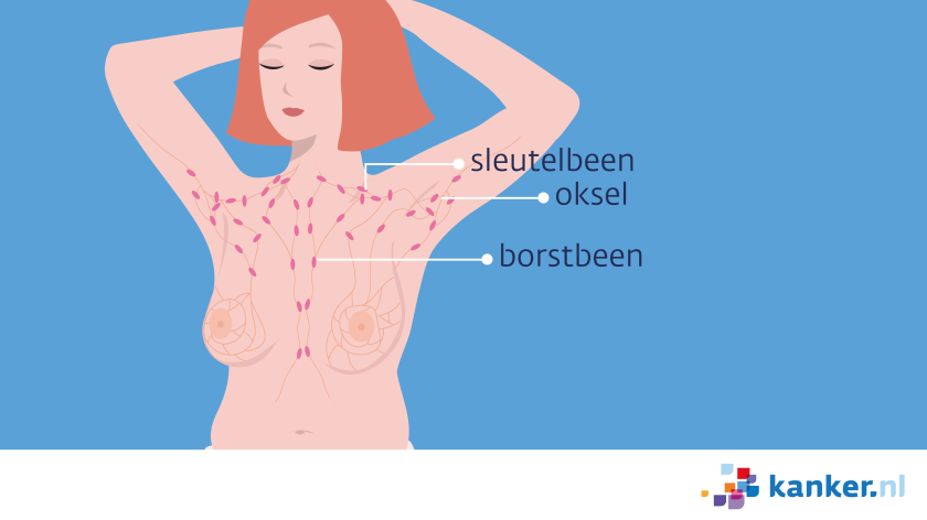 Rond de borsten zitten lymfeklieren: in het sleutelbeen, oksel en het borstbeen.