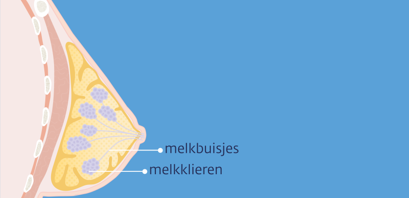 De borst bevat melkklieren die melk produceren. De melk gaat via de melkbuisjes naar de tepel.
