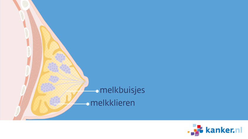 De borst bevat melkklieren die melk produceren. De melk gaat via de melkbuisjes naar de tepel.