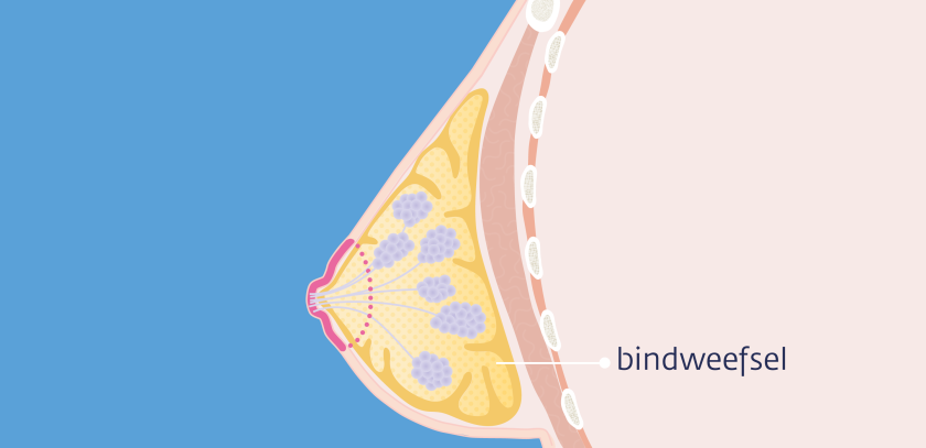 Het bindweefsel van de borst zit om de melkklieren heen en geeft de borst stevigheid