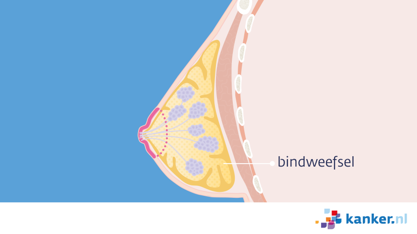 Het bindweefsel van de borst zit om de melkklieren heen en geeft de borst stevigheid