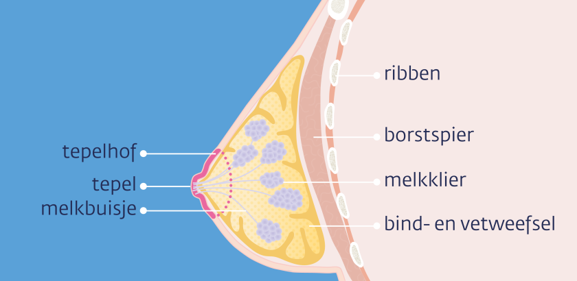 In de borsten zitten melkklieren, vet- en bindweefsel.