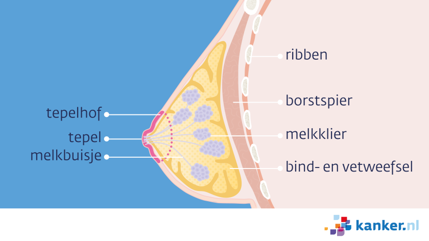 In de borsten zitten melkklieren, vet- en bindweefsel.