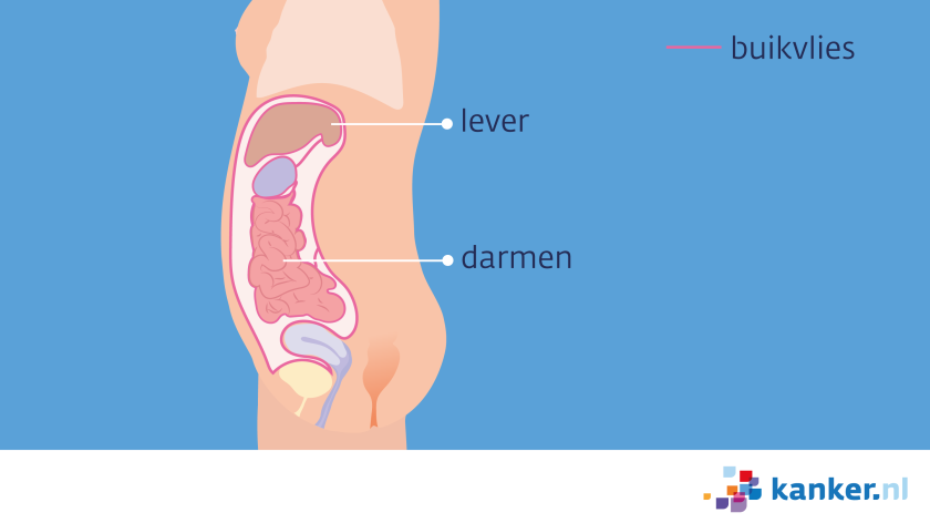 dwarsdoorsnede van de romp - het buikvlies is een dun vlies dat om alle organen heen zit