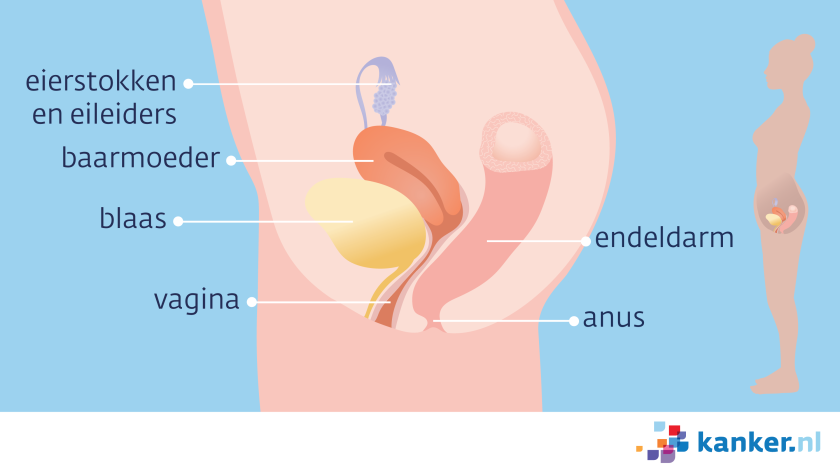 In het kleine bekken van de vrouw zitten de eierstokken en eileiders, baarmoeder, blaas, vagina, endeldarm en de anus.