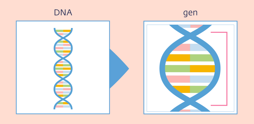 DNA is het erfelijk materiaal en ziet eruit als lange strengen. Een gen is een stukje DNA.