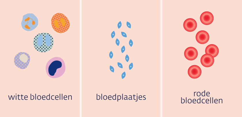 Er zijn drie verschillende soorten bloedcellen: witte bloedcellen, bloedplaatjes en rode bloedcellen.