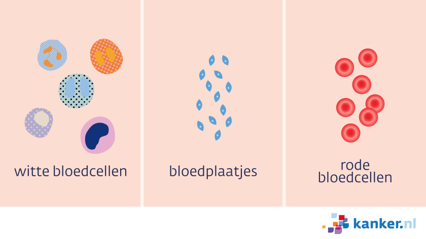 Er zijn drie verschillende soorten bloedcellen: witte bloedcellen, bloedplaatjes en rode bloedcellen.