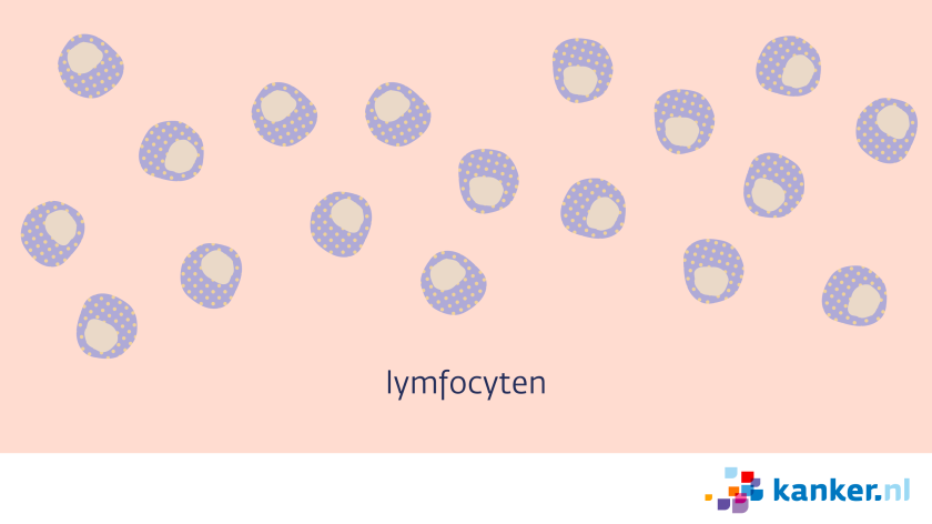 lymfocyten
