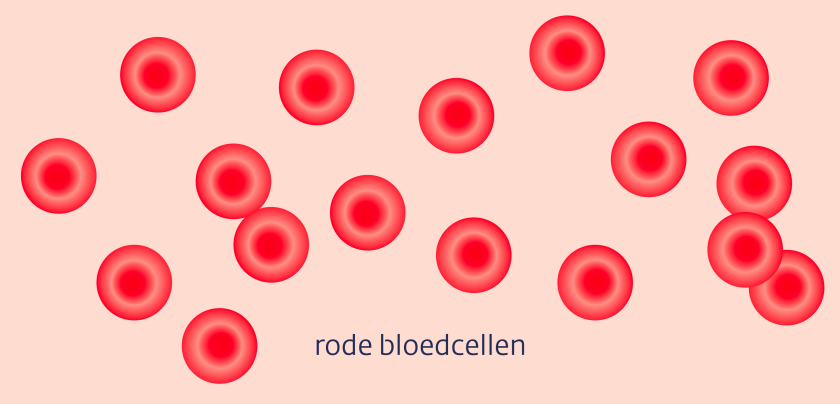 rode bloedcellen