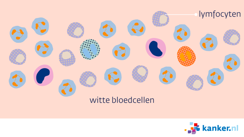 Lymfocyten zijn een soort witte bloedcellen
