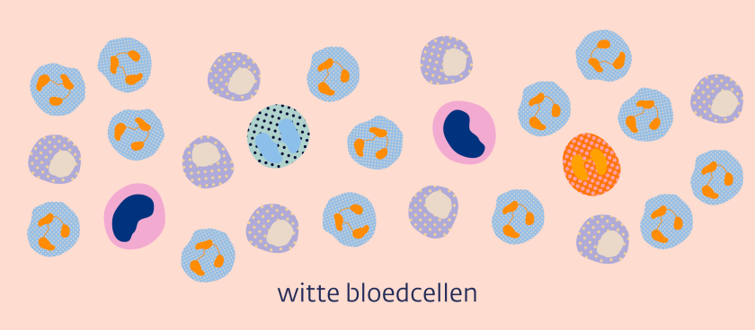 witte bloedcellen zijn er in verschillende soorten