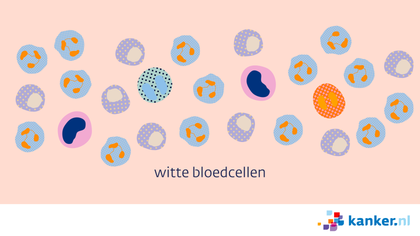 Witte bloedcellen zijn er in verschillende soorten