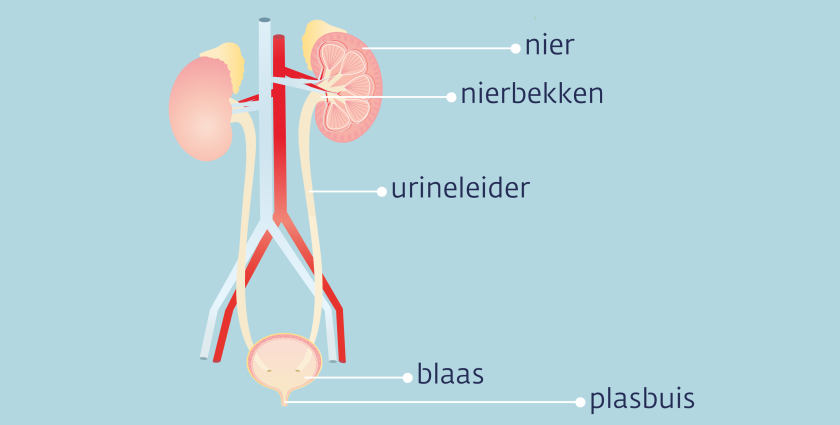 De urinewegen bestaan uit de nieren, de nierbekkens, de urineleiders, de blaas en de plasbuis.