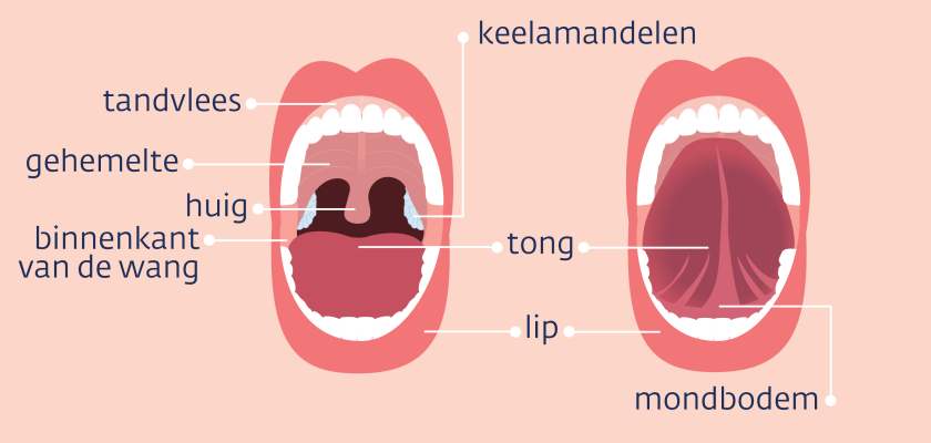 De onderdelen van de mond zijn de lippen, het tandvlees, het gehemelte, huig en keelamandelen, de tong en de mondbodem.