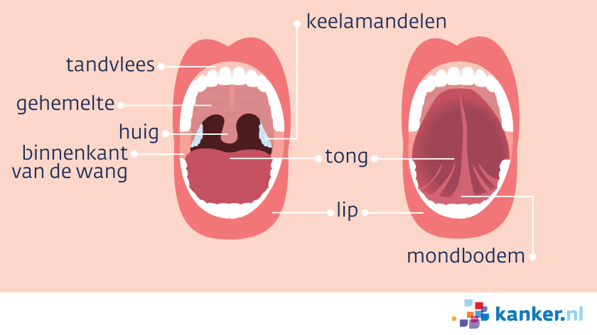 De onderdelen van de mond zijn de lippen, het tandvlees, het gehemelte, huig en keelamandelen, de tong en de mondbodem.