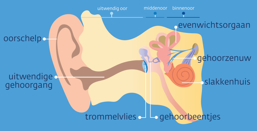 De uitwendige gehoorgang loopt naar het trommelvlies en de gehoorbeentjes. Daarachter zitten het evenwichtsorgaan, het slakkenhuis en de gehoorzenuw.