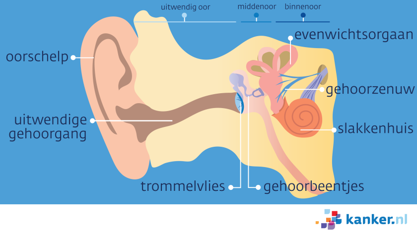 De uitwendige gehoorgang loopt naar het trommelvlies en de gehoorbeentjes. Daarachter zitten het evenwichtsorgaan, het slakkenhuis en de gehoorzenuw.