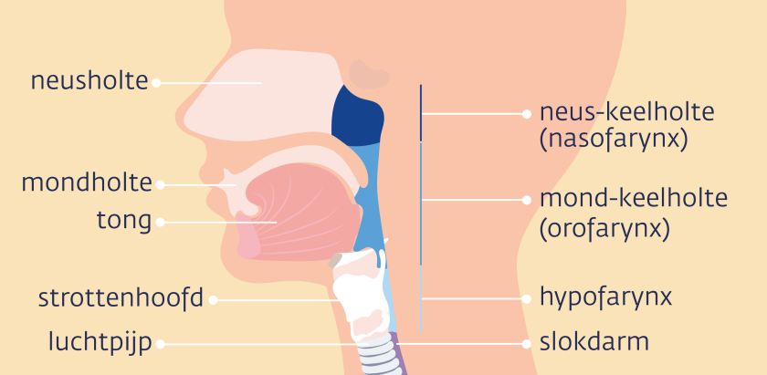 De keel is de verbinding tussen de mond en neus met de luchtpijp en slokdarm.