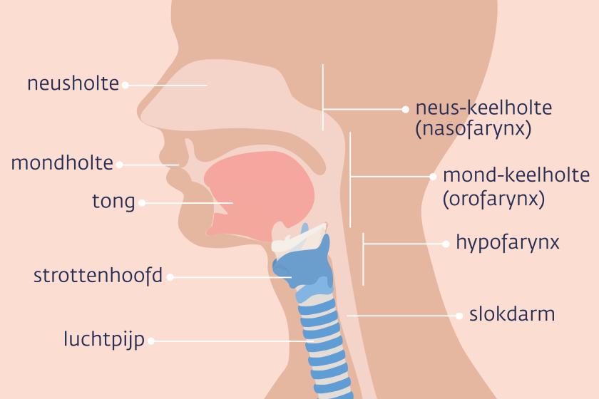 De keel is de verbinding tussen de mond en neus met de luchtpijp en slokdarm.