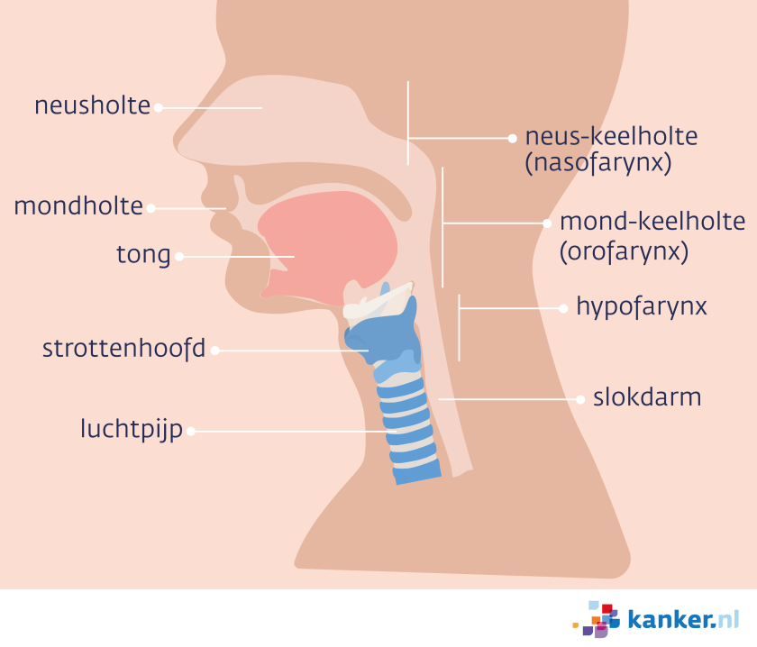 De keel is de verbinding tussen de mond en neus met de luchtpijp en slokdarm.