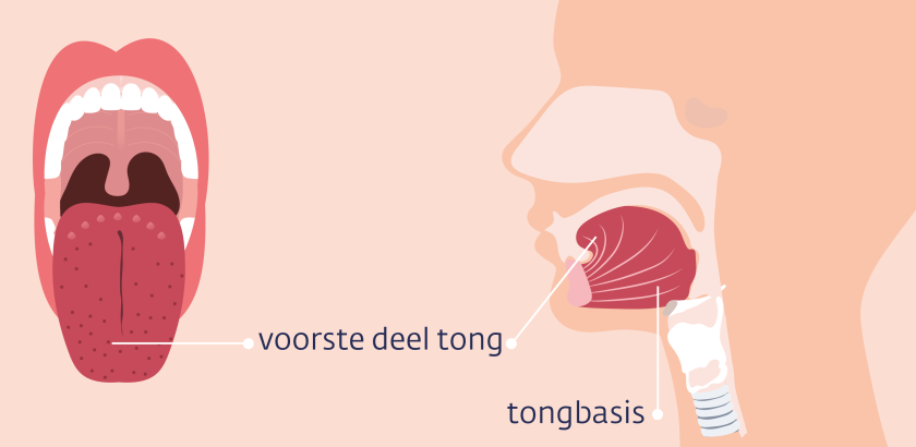 Het beweegbare deel van de tong zit vast aan de tongbasis.