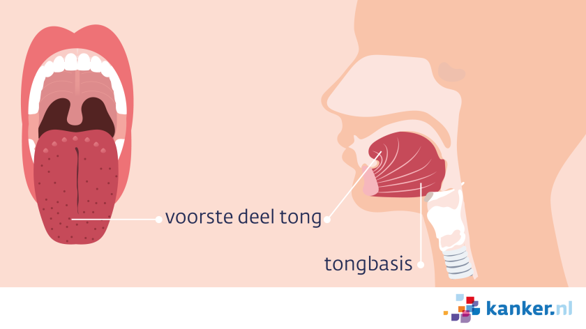 Het beweegbare deel van de tong zit vast aan de tongbasis.