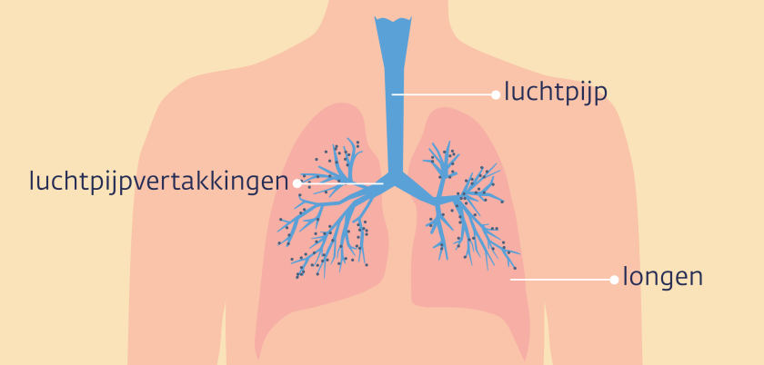 Illustratie van een bovenlijf met strottenhoofd, luchtpijp en de longen.