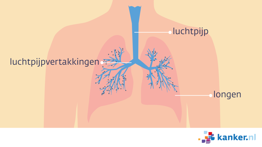 Illustratie van een bovenlijf met strottenhoofd, luchtpijp en de longen.