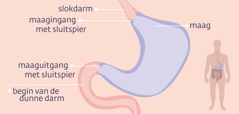 De maag begint aan het einde van de slokdarm. Tussen de slokdarm en de maag zit een sluitspier. De uitgang van de maag heeft ook een sluitspier en gaat over in de dunne darm.