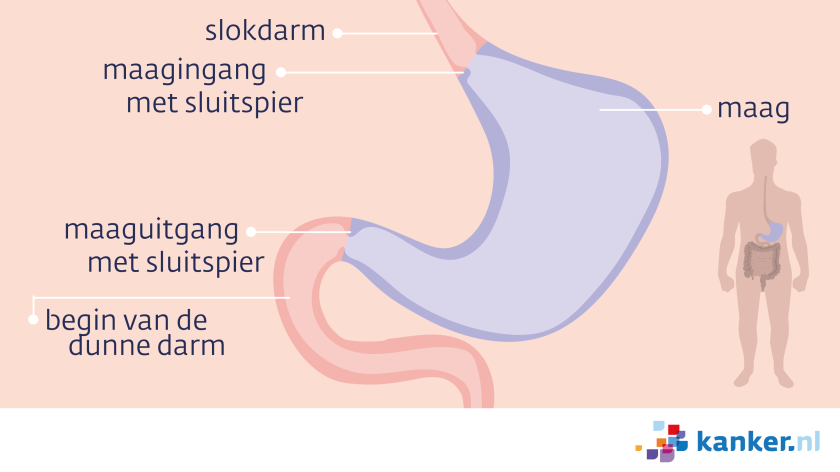 De maag begint aan het einde van de slokdarm. Tussen de slokdarm en de maag zit een sluitspier. De uitgang van de maag heeft ook een sluitspier en gaat over in de dunne darm.