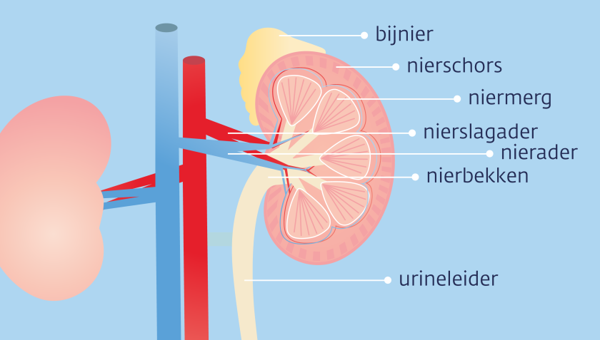 Onder het nierkapsel liggen de nierschors en het niermerg. Het nierbekken zit aan de onderkant van de nier. De urine gaat via de urineleider naar de blaas. 