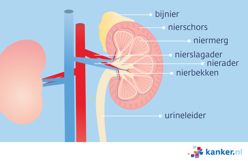 Onder het nierkapsel liggen de nierschors en het niermerg. Het nierbekken zit aan de onderkant van de nier. De urine gaat via de urineleider naar de blaas. 