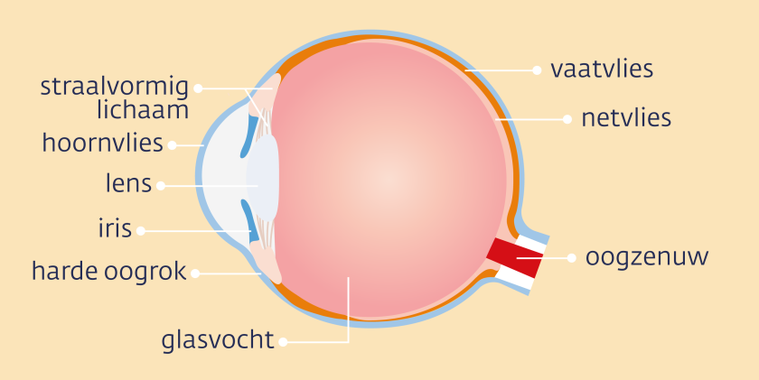 Het oog bestaat onder andere uit het netvlies, het vaatvlies, het hoornvlies, de lens en de iris.