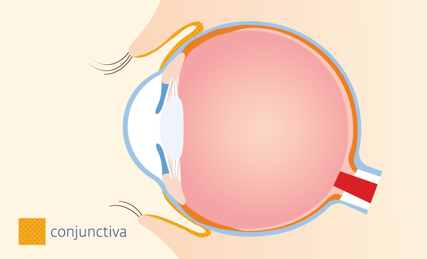 Rond het oog en aan de binnenkant van de oogleden zit een beschermend slijmvlies: het oogslijmvlies (conjunctiva).