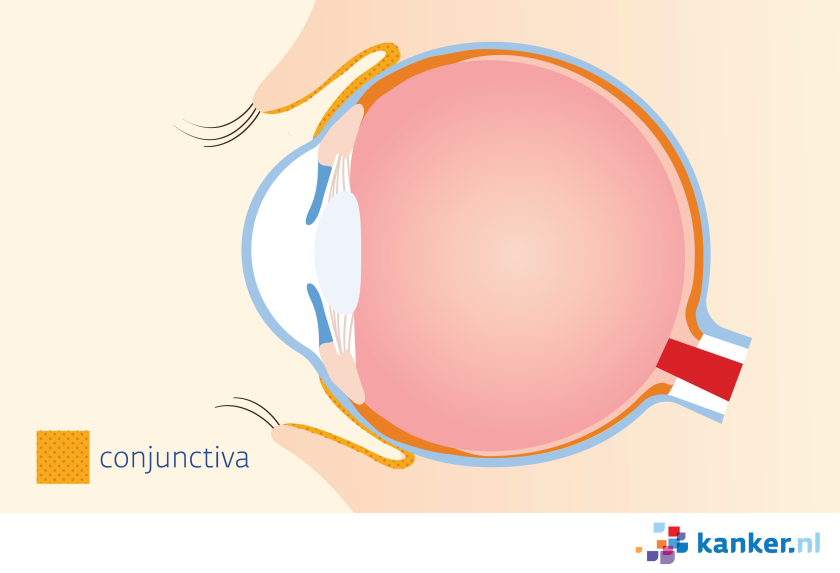 Rond het oog en aan de binnenkant van de oogleden zit een beschermend slijmvlies: het oogslijmvlies (conjunctiva).